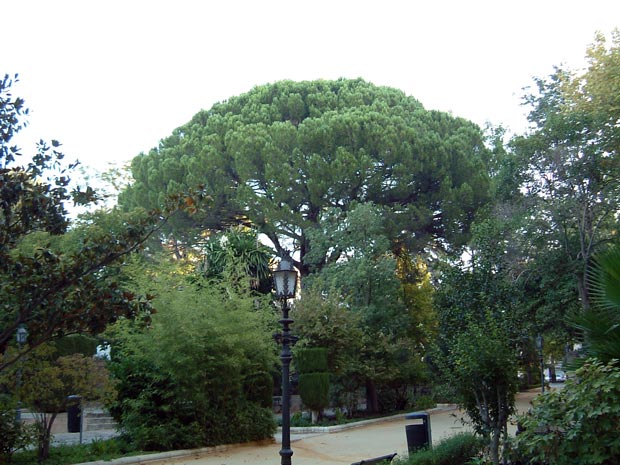 Pino Piñonero, enero 2007, alameda de Ronda