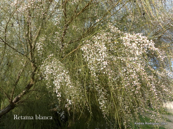 Itaca Exclusivo aguja La Serranía Natural » leguminosas